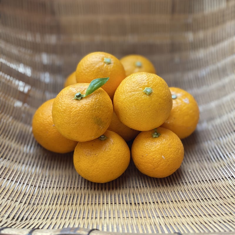 季節限定＞上勝町幻の柑橘果実「木完熟ゆこう」 1回のご購入は2KG