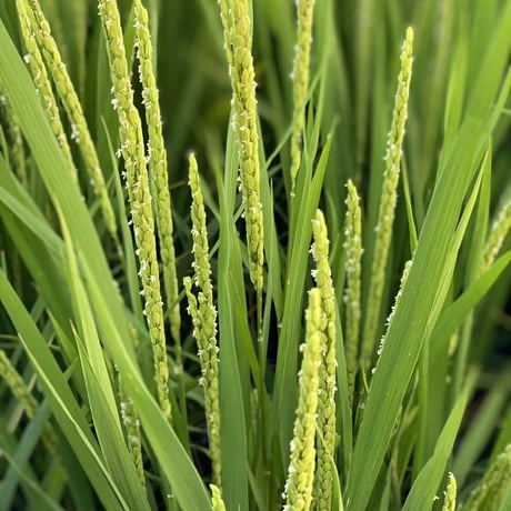 一升米・150g(1合)×10袋セット（A/B/C/D/E/F/G/Hラベル）