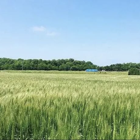 EU特産品保証認定を受けた日本で唯一のピッツァ専用小麦　北海道100%　1袋（1kg）