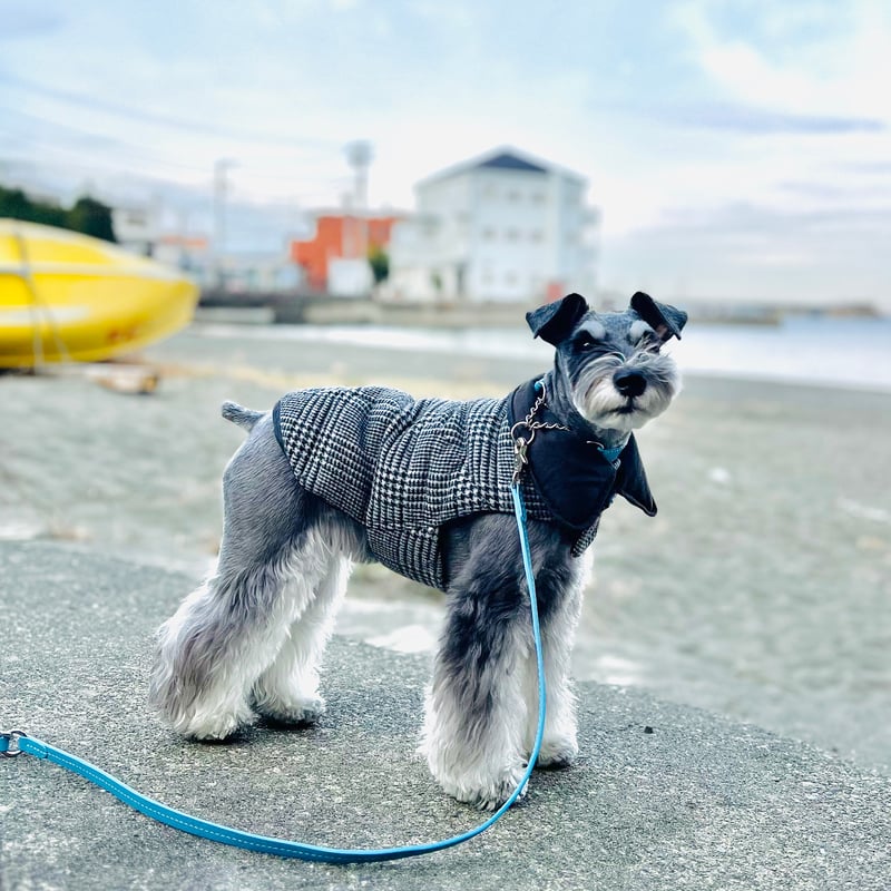 フランス製レザー・ハーフチョークカラー＆リード【オーダー制作