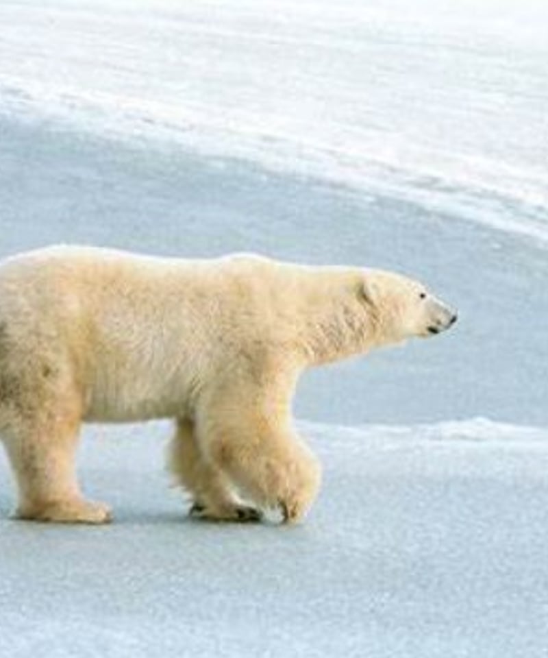 L'ours Polaire et Bleu ストレートセミワイドデニム 24316010 |