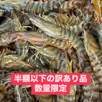 限定訳有り品‼︎加熱用鳴門クルマエビ500g20尾前後入り　1袋