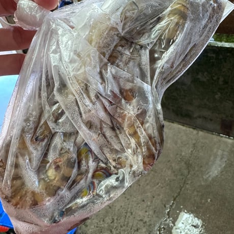 限定訳有り品‼︎加熱用鳴門クルマエビ500g20尾前後入り5袋　計2.5Kg