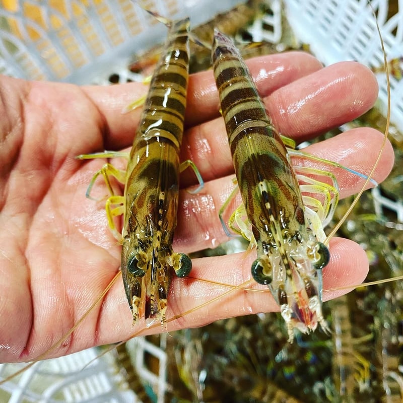 あおえび出品 (11/4 正午まで) 鳴門クルマエビ 580g（活き）約15㎝～18㎝ 約16〜21 | 鳴門クルマエビ