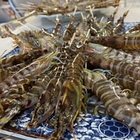 鳴門クルマエビ 小サイズ６６０g（活き）約１０㎝１０g前後 約５０〜７０尾