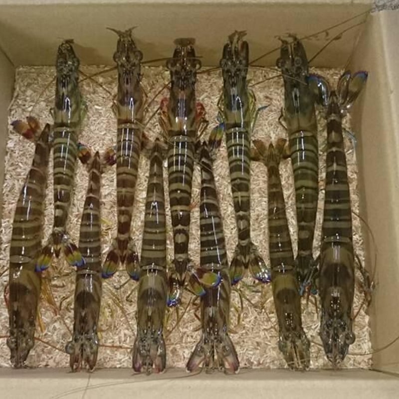 鳴門クルマエビ 840g（活き）約15㎝～18㎝ 約24〜32尾 | 鳴門
