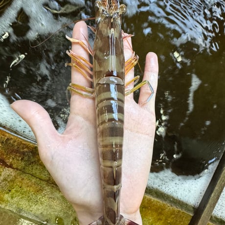 鳴門クルマエビ特大(活き）５００g　９～１２尾　約１８㎝～約２０㎝