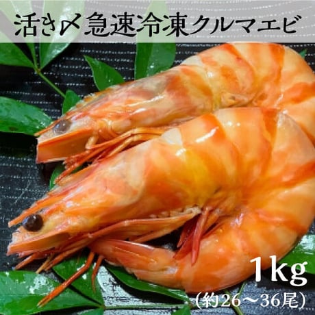 鳴門クルマエビ 1kg（急速冷凍　お刺身OK）15㎝～18㎝前後　約28〜36尾
