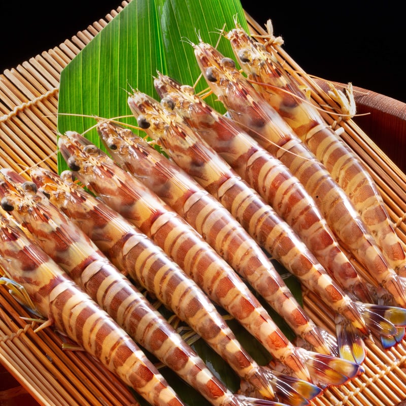 鳴門クルマエビ920g（活き）約15㎝～18㎝ 約28〜36尾 | 鳴門クルマエビ