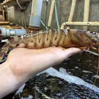 鳴門クルマエビ特大(活き）１Kg　１８～２6尾　約１８㎝～約２０㎝