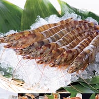 鳴門クルマエビ 250ｇ（急速冷凍　お刺身OK）15㎝～18㎝前後　 約7〜10尾