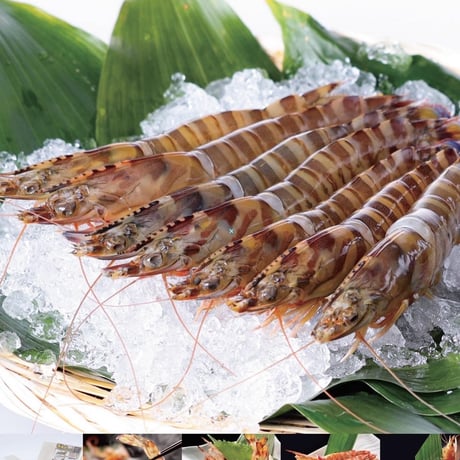 鳴門クルマエビ 250ｇ（急速冷凍　お刺身OK）15㎝～18㎝前後　 約7〜10尾