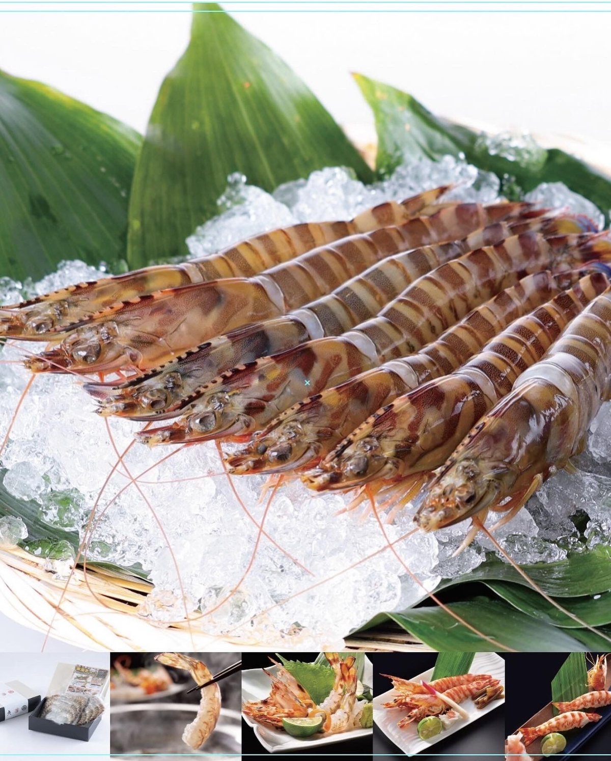 鳴門クルマエビ 250g（急速冷凍 お刺身OK）15㎝～18㎝前後 約7〜10尾