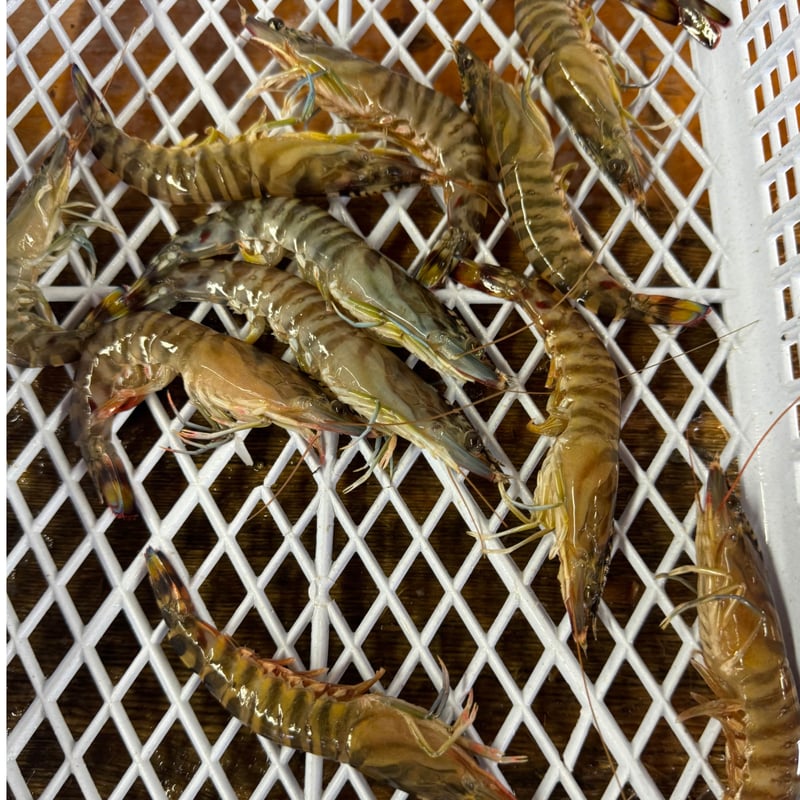 りえび様911専用 マイナビ限定価格】むきエビ 高級 ブラックタイガー 1.2kg 保水剤 無