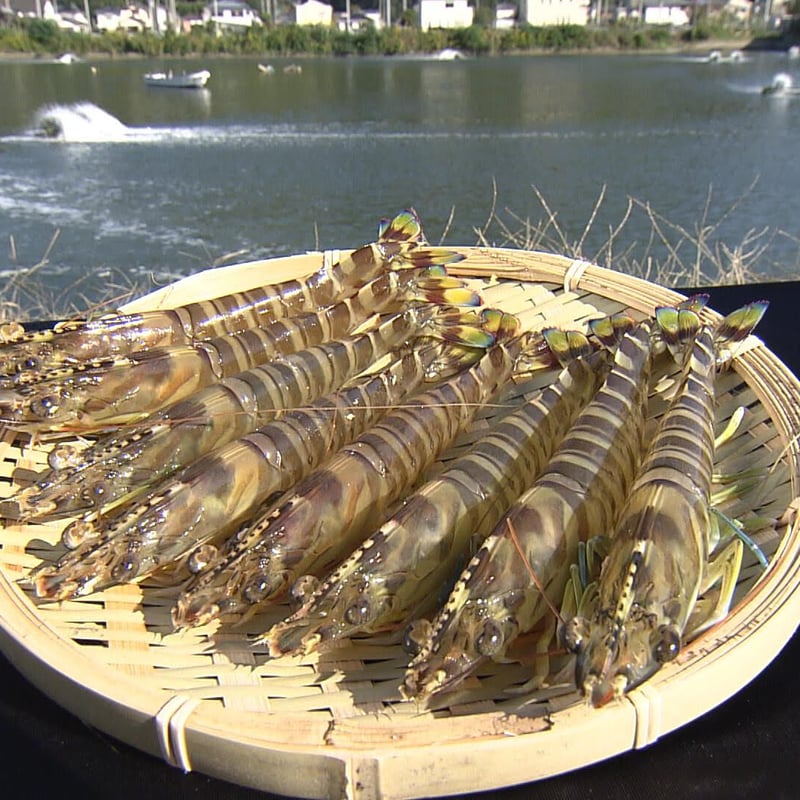 鳴門クルマエビ 580g（活き）約15㎝～18㎝ 約16〜21 | 鳴門クルマエビ