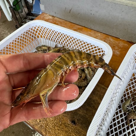 限定訳有り品‼︎加熱用鳴門クルマエビ500g20尾前後入り5袋　計2.5Kg