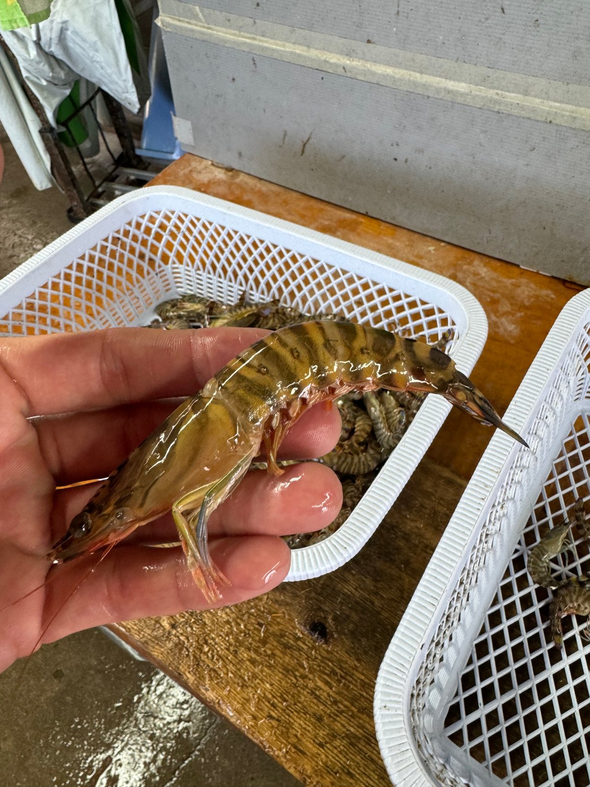 限定訳有り品‼︎加熱用鳴門クルマエビ500g30尾前後入り3袋 計1.5Kg