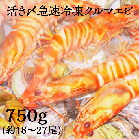 鳴門クルマエビ 750g（急速冷凍 お刺身OK）15㎝～18㎝前後 約18〜27尾