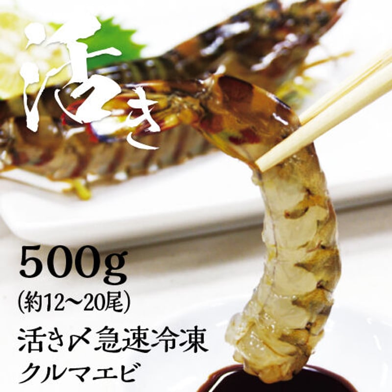 鳴門クルマエビ 500g（急速冷凍 お刺身OK）15㎝～18㎝前後 約12〜17尾