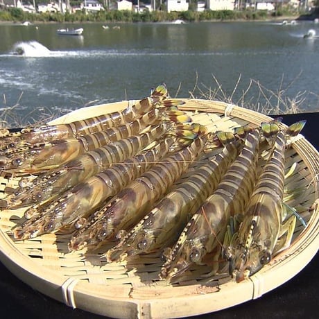 鳴門クルマエビ特大(活き）７００g　１３～１7尾　約１８㎝～約２０㎝