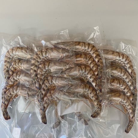 鳴門クルマエビ 500ｇ（急速冷凍　お刺身OK）15㎝～18㎝前後　約12〜17尾