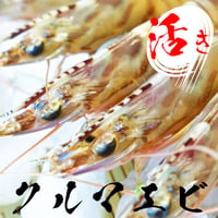 鳴門クルマエビ 小サイズ250g（活き）約１０㎝１０g前後 約２０〜３０尾