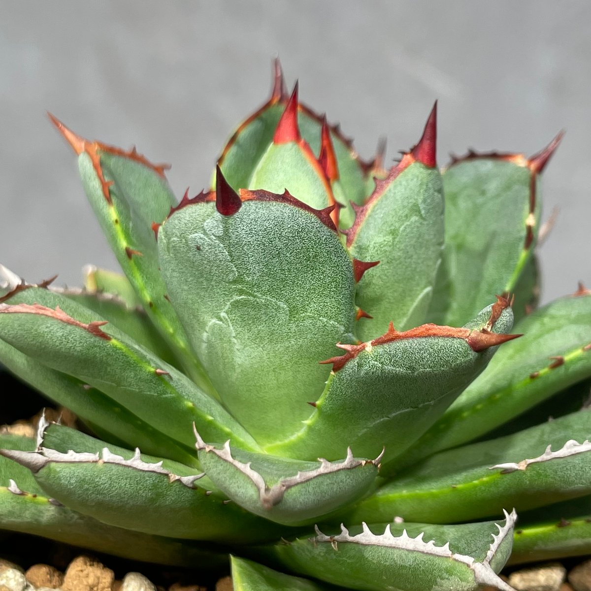 N PLANTS ORIGINAL HYBRID 003 ］11 | N PLANTS