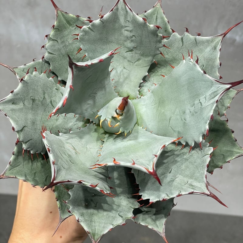 N PLANTS ORIGINAL HYBRID 007 ］8 | N PLANTS