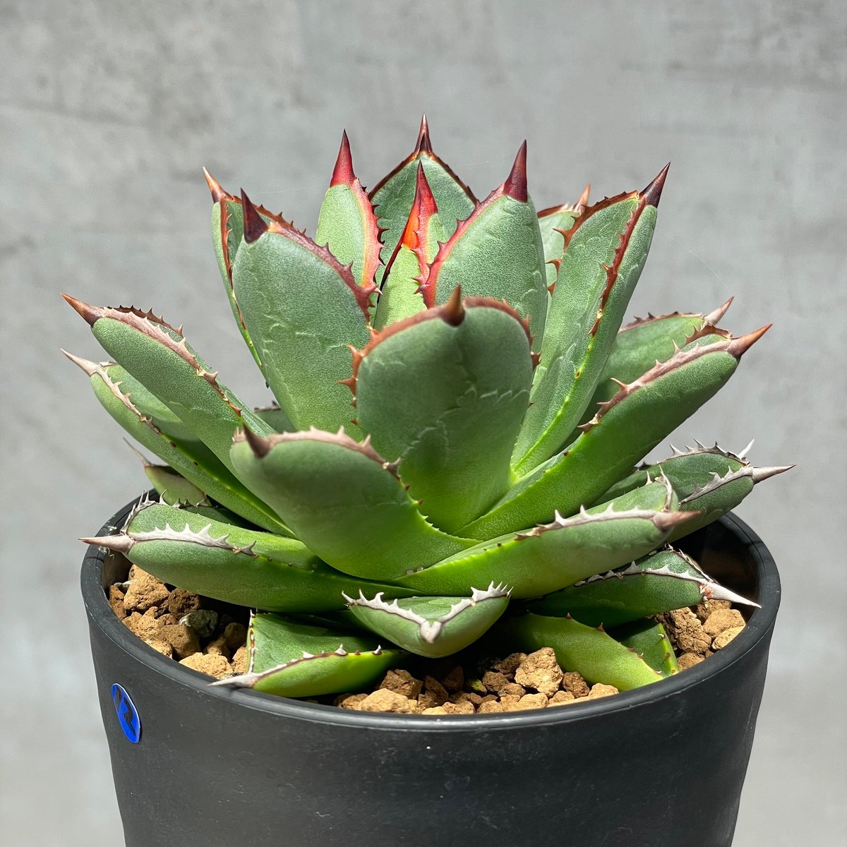 N PLANTS ORIGINAL HYBRID 003 ］12 | N PLANTS