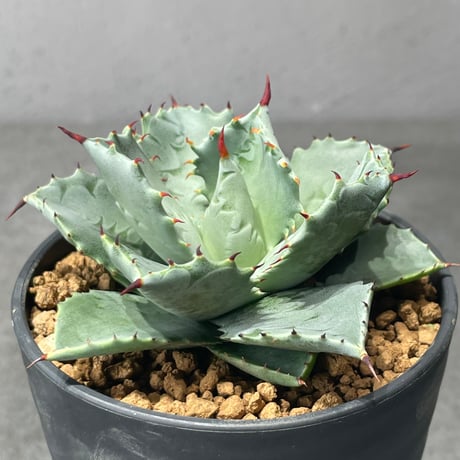 Agave 瀧雷 紫之君 hybrid CJ 発根済み A アガベ おも Agave 瀧雷 紫之君 hybrid CJ 発根済み A アガベ おも