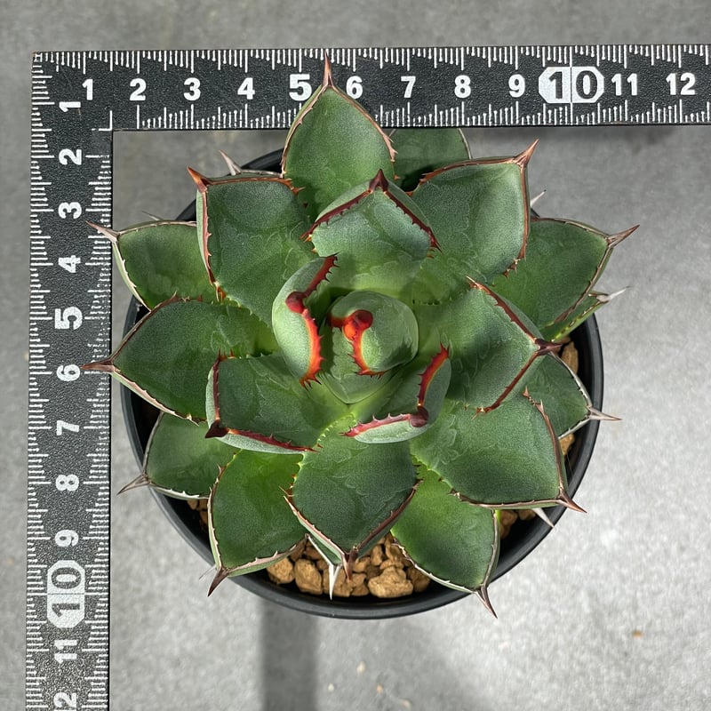 N PLANTS ORIGINAL HYBRID 003 ］12 | N PLANTS