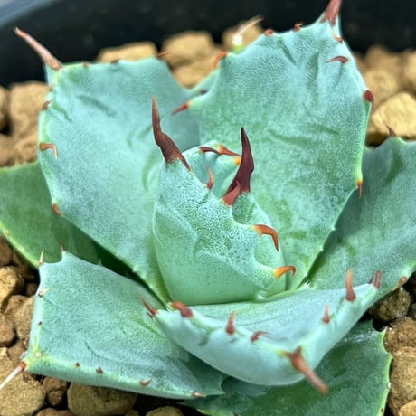 ［ N PLANTS ORIGINAL HYBRID 016 ］eborispina × Agave isthmensis '雷帝' 102