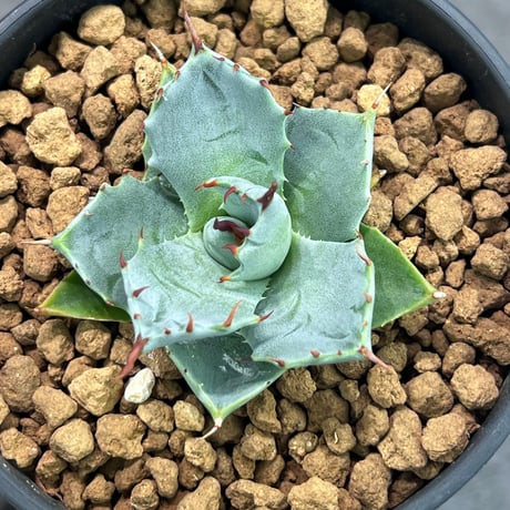 ［ N PLANTS ORIGINAL HYBRID 016 ］eborispina × Agave isthmensis '雷帝' 102