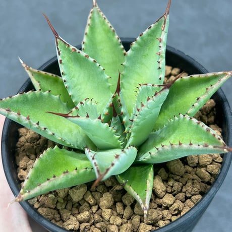 N PLANTS