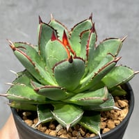 N PLANTS ORIGINAL HYBRID 004 ］13 | N PLANTS