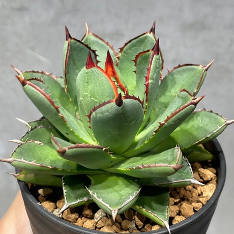 アガベ cf-010 Agave X 