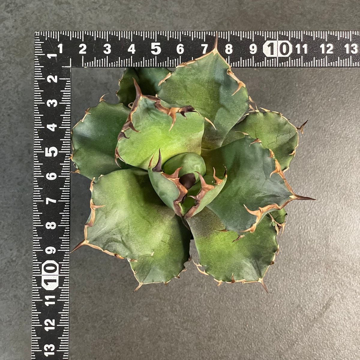 Agave titanota 【CANCER】1 | N PLANTS Agave titanota 【CANCER】1 | N PLANTS