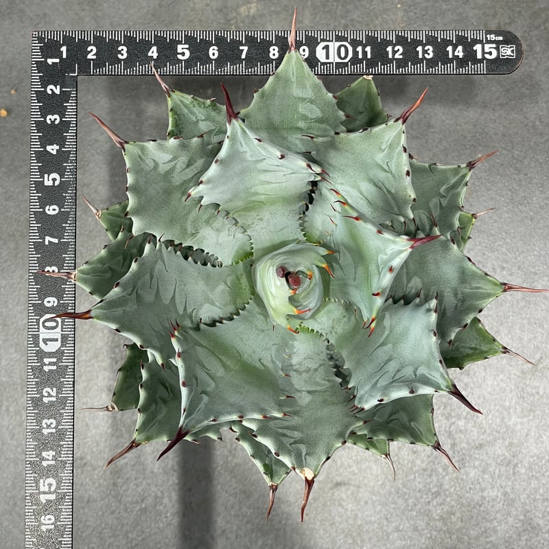 N PLANTS ORIGINAL HYBRID 005 ］7 | N PLANTS