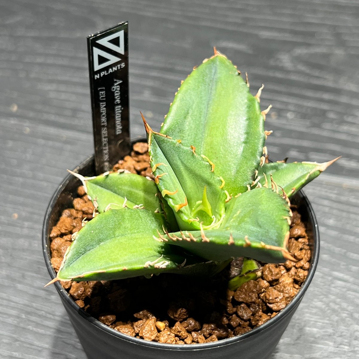 Agave titanota 【EU import selection SPREWELL】 | 