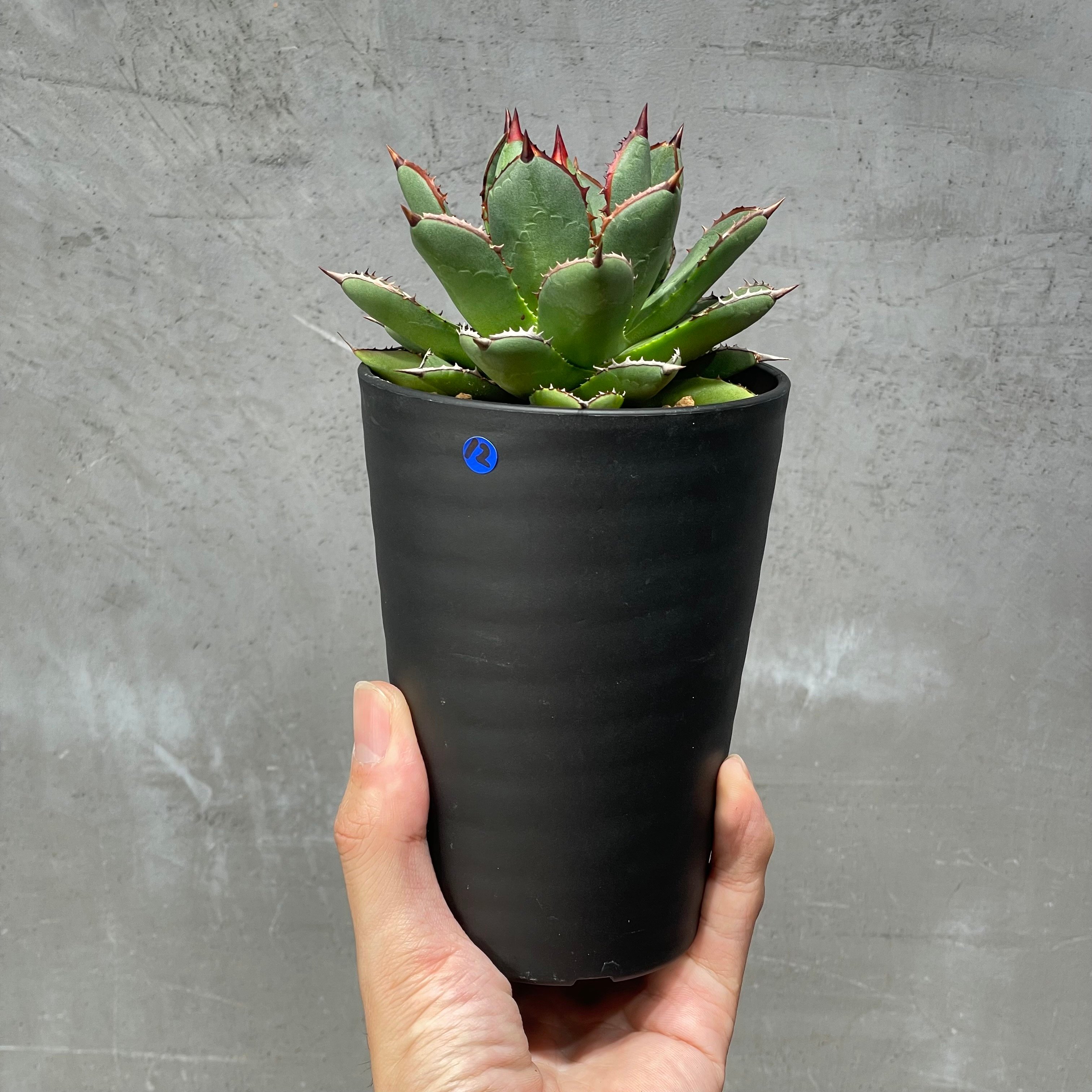N PLANTS ORIGINAL HYBRID 003 ］12 | N PLANTS