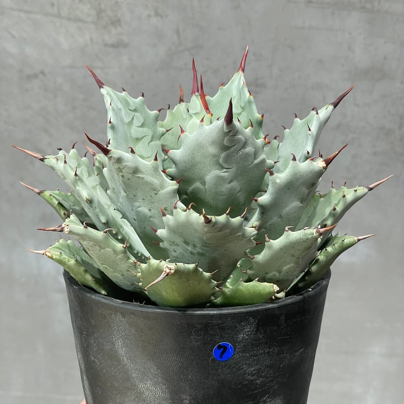 N PLANTS ORIGINAL HYBRID 005 ］7 | N PLANTS