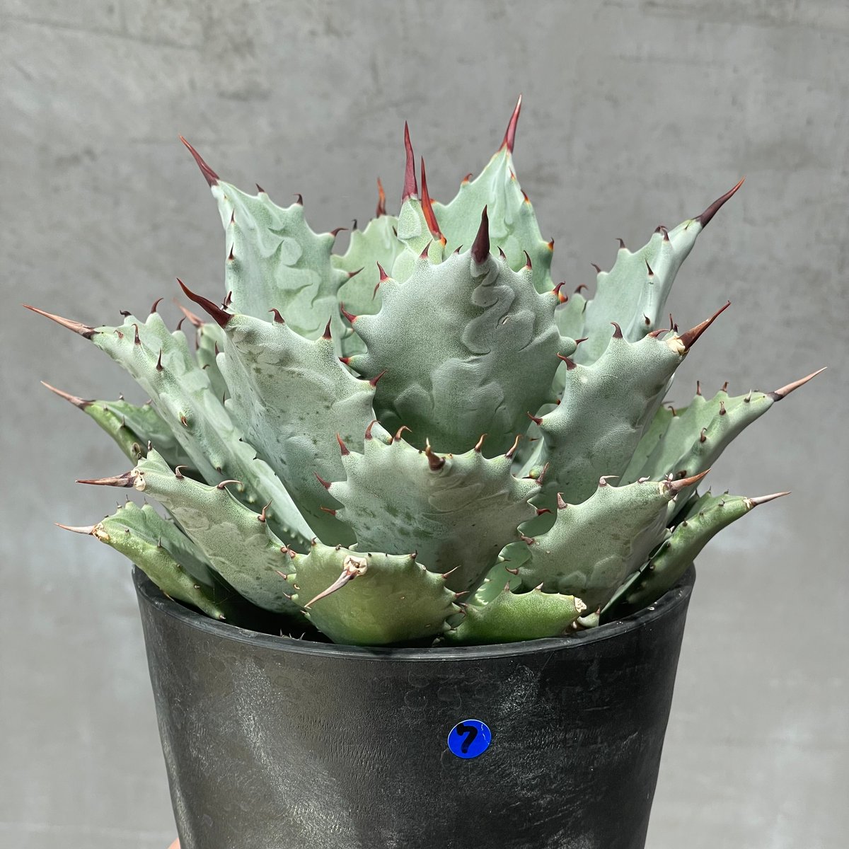 N PLANTS ORIGINAL HYBRID 005 ］7 | N PLANTS