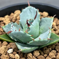 N PLANTS ORIGINAL HYBRID 004 ］13 | N PLANTS