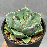 ［ N PLANTS ORIGINAL HYBRID 004 ］13