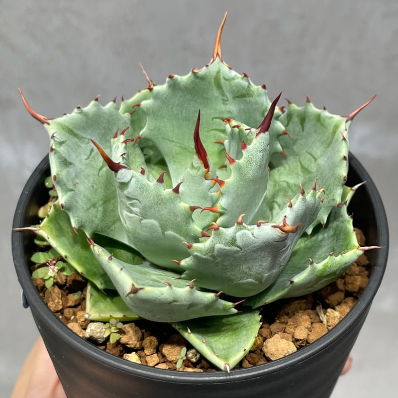 N PLANTS ORIGINAL HYBRID 004 ］13 | N PLANTS