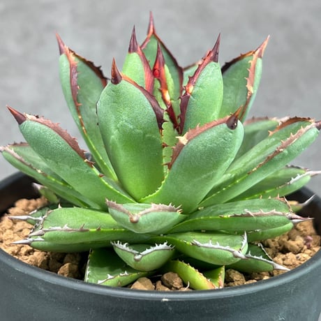 CATEGORY Agave | N PLANTS