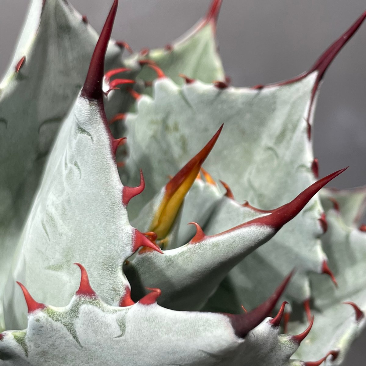 N PLANTS ORIGINAL HYBRID 007 ］8 | N PLANTS