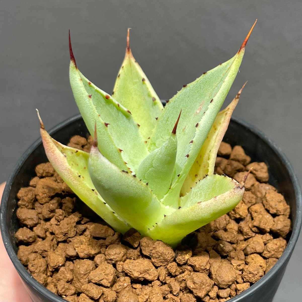 アガベ ポタトラム ドワーフ agave potatorum dwarf Potatorum