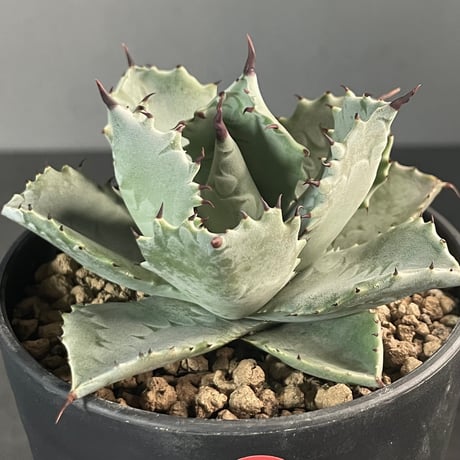 CATEGORY Agave | N PLANTS CATEGORY Agave | N PLANTS