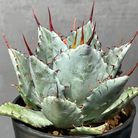 激ヤバ実生選抜 【 Loop plants 005 】 CATEGORY Agave | N PLANTS